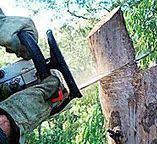 Trusted Doe Valley, KY Tree Care Experts