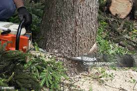  Doe Valley, KY Tree Care Pros