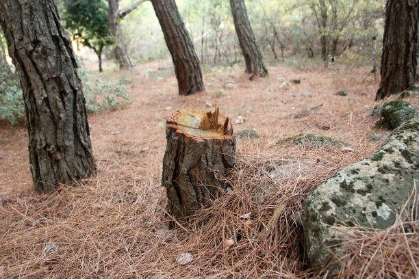 How Our Tree Care Process Works  in  Doe Valley, KY