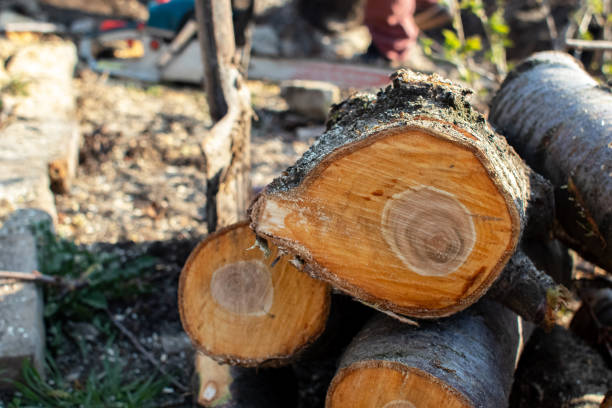 Best Arborist Consultation Services  in Doe Valley, KY